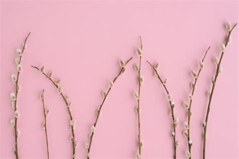 Premium Photo Pussy Willow Branches On A Pink Background Easter Background Blossom Pussy