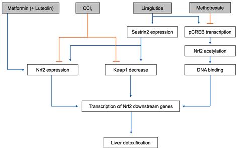 IJMS | Free Full-Text | Nrf2 Pathway and Oxidative Stress as a Common ...