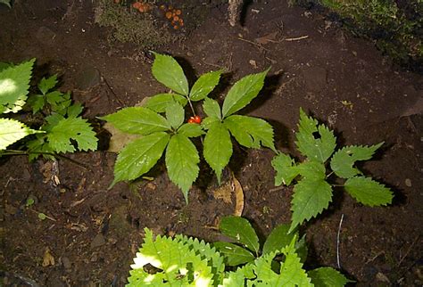 Wild Ginseng Price Per Pound
