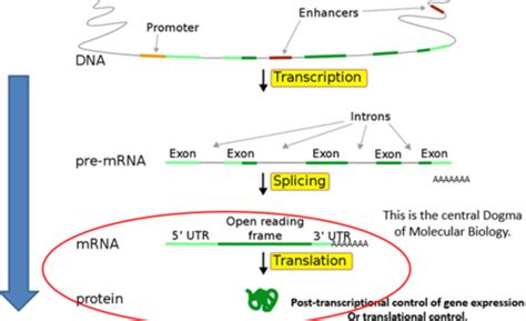 Micrornas And Cancer Flashcards Quizlet