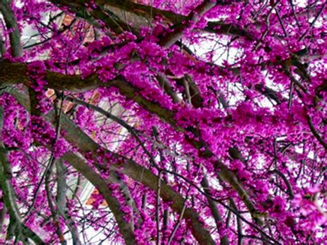 CERCIS CANADENSIS JUDASZOWIEC KANADSKÝ za 115 Kč - Allegro