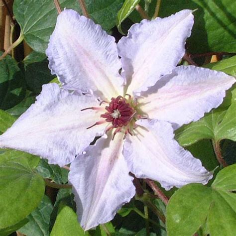 Clematis Snow Queen (Snow Queen): reviews