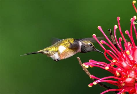 Premium Photo Close Up Of Bird On Flower