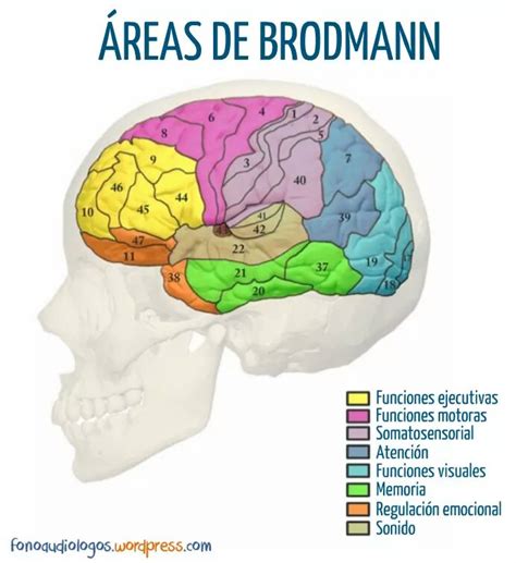 Áreas Del Mapa De Brodmann | Las 47 áreas De Brodmann: Nombres Y