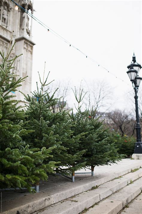 "A Christmas Tree Store" by Stocksy Contributor "Jovana Rikalo" - Stocksy