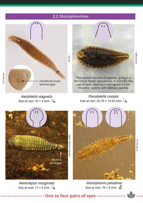 Freshwater Leeches Aidgap Field Studies Council