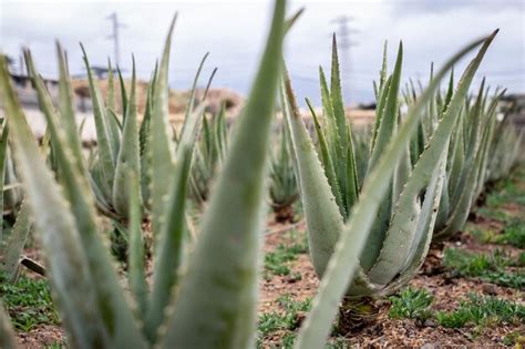 Premium Photo | Aloe Vera plantation fresh leaf of Aloe Vera in farm ...
