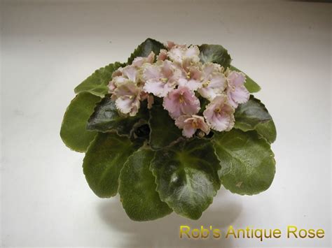 Rob's Antique Rose