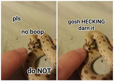 The Best Snek Memes Memedroid