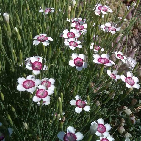 Вертикордия — Гвоздика травянка "Очаровательные глазки" (Dianthus ...