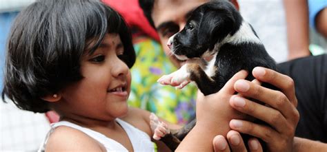 how to adopt a stray dog