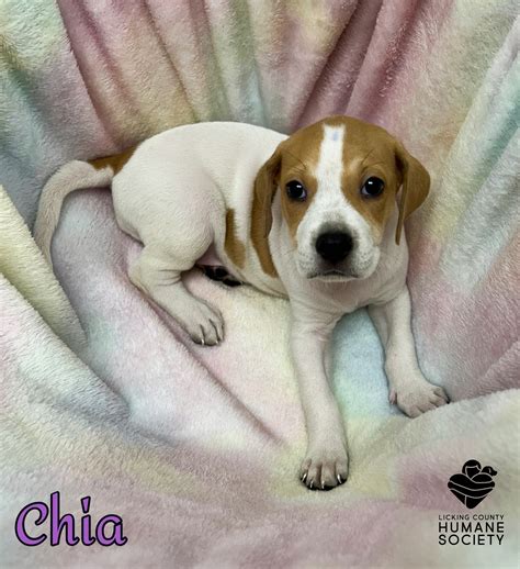 licking county animal shelter 4