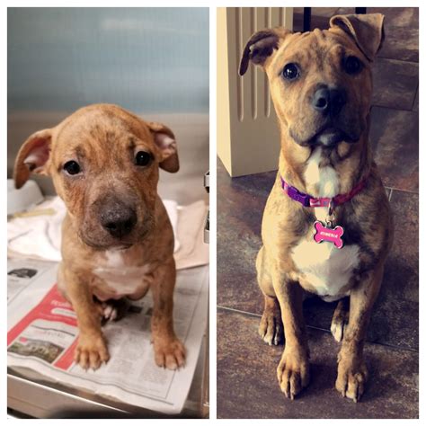 Locals are debating the best animal shelter for a cat near me 24