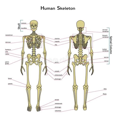 Skeletal System With Labeled Parts