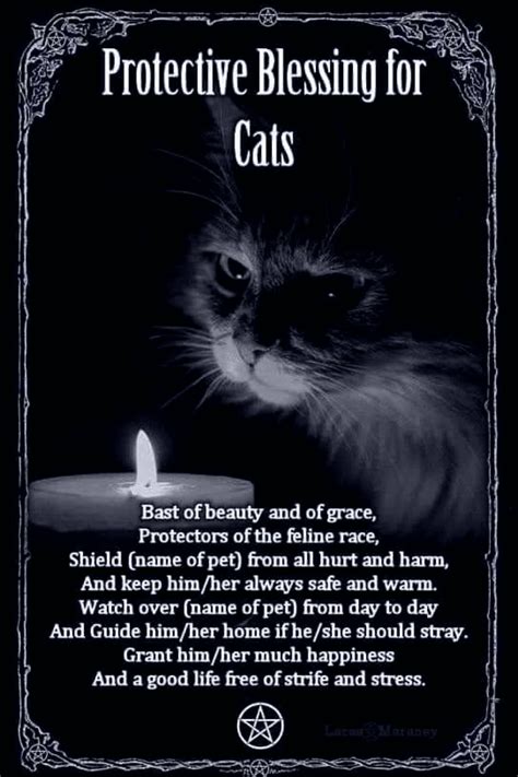 cats can see spirits 4