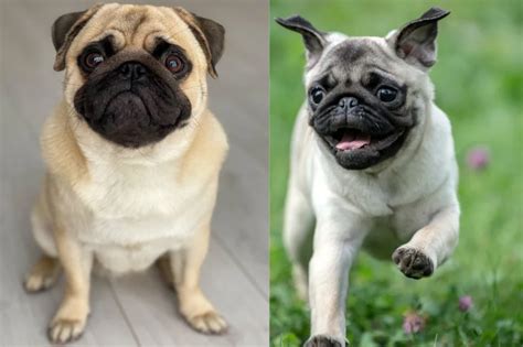 Are Pugs Smart - An Expert Analysis