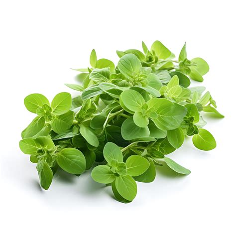 Premium AI Image | Isolated of Marjoram Leaves Type of Herb Origanum