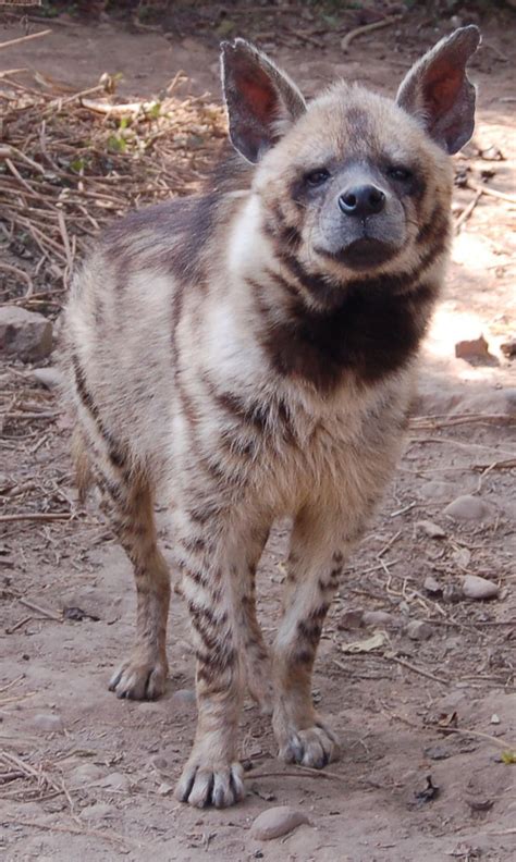 striped hyena (Hyaena hyaena) Animals And Pets, Baby Animals, Cute