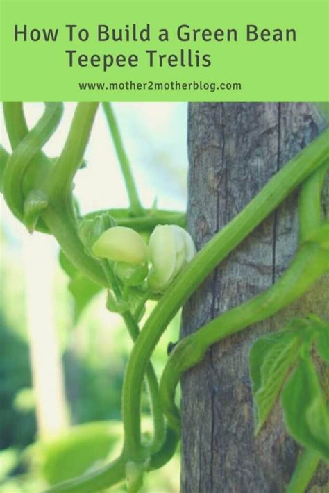 How To Build A Green Bean Trellis Mother 2 Mother Blog Bean Trellis