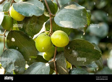 tropical fruit tree species belonging   family rhamnaceae