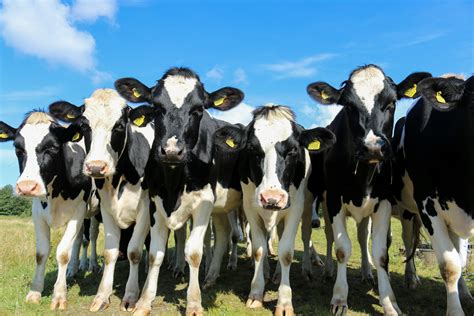 images black  white summer food herd pasture grazing