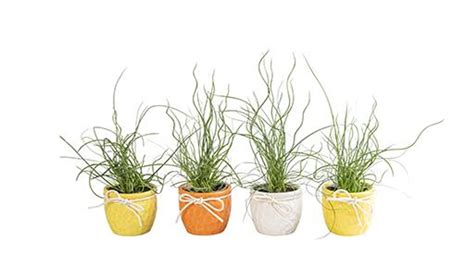 juncus plant wholesale floraccess