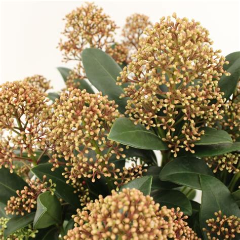 Skimmia Japonica Peach Fragrant Plant Patch