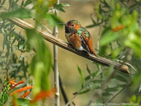 Hummingbirds of the Desert | 365 Days of Birds