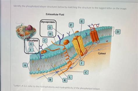 Solved Identify the cell structures below by matching the | Chegg.com