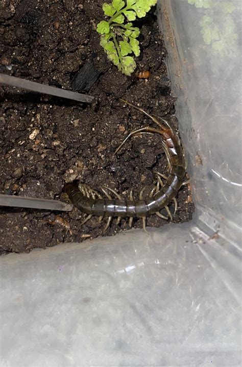 Help identify this centipede : r/centipedes