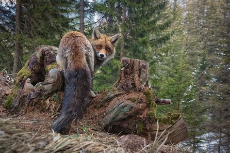 Faszinierend, magisch, wild: Das sind die besten Naturbilder des Jahres ...