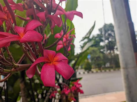 A Close Up Of Plumeria Rubra Flower 21596251 Stock Photo At Vecteezy
