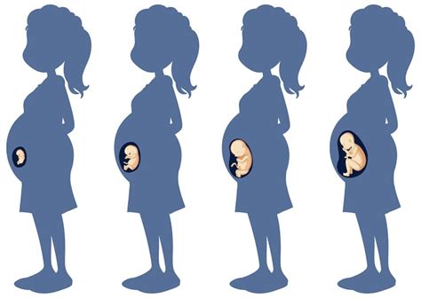 pregnancy clip art images    freepik