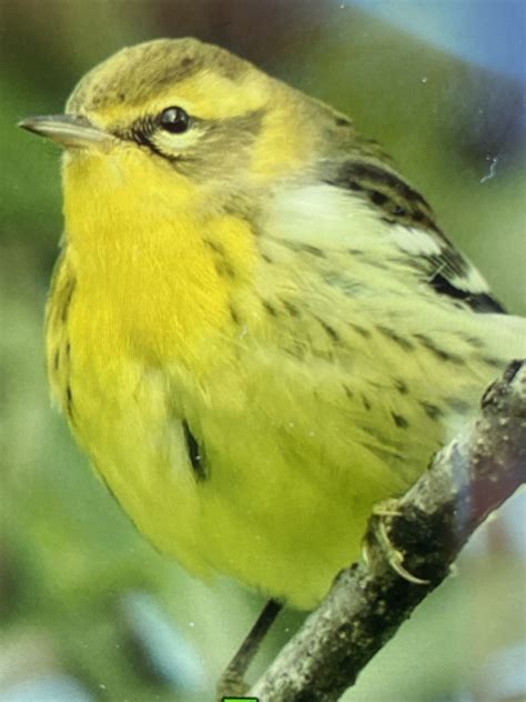 Blackburnian Warbler From Isles Of Scilly Aonb Isles Of Scilly