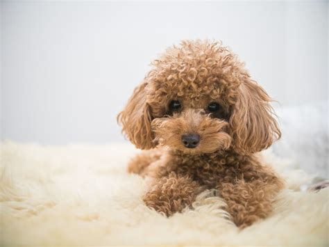 bichon poodle uncovering  charm   designer breed