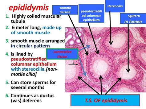 Histology of testes & epididymis 