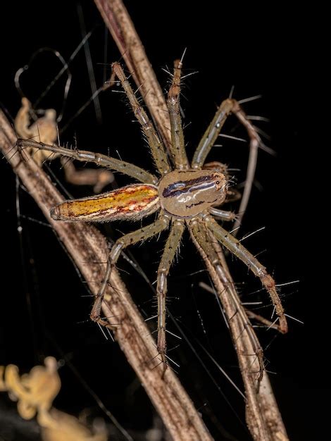 Premium Photo Adult Lynx Spider