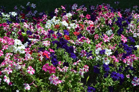 Darželinė petunija (Petunia x hybrida)