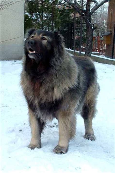 Pin on Caucasian shepherd dog