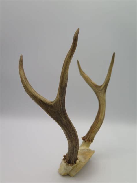 Four Point Antlers Salvation Army Prince George
