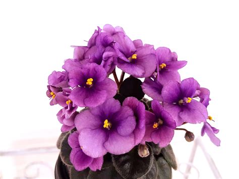 Rob's Fuddy Duddy - Africké fialky-Saintpaulia-African Violets