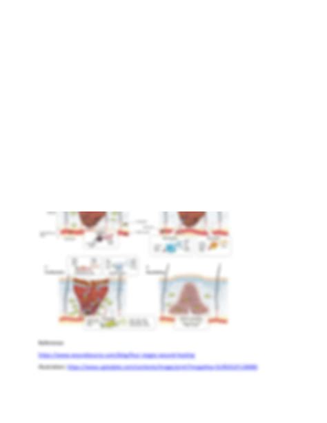 SOLUTION: Stages of wound healing - Studypool