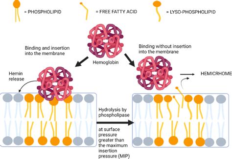 Interaction Between Hemoglobin With Lipid Membranes And The Effect Of