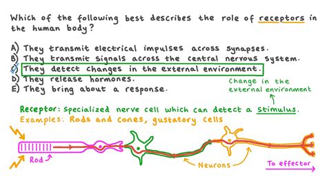 Types Of Receptors In Human Body