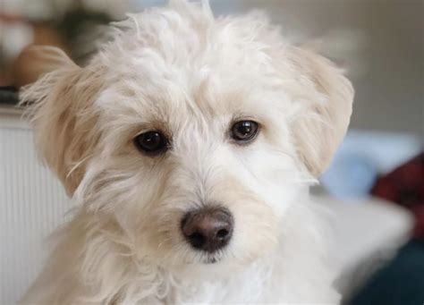 50 Poodle Mixes Thatll Melt Your Heart Poodle Mix Guide