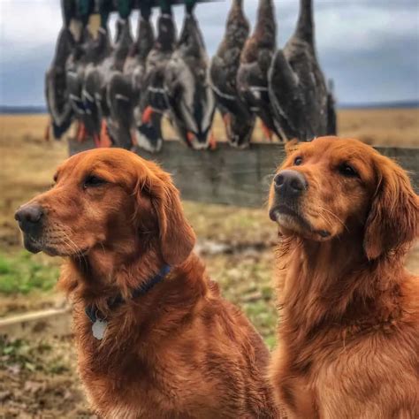 Types Of Golden Retrievers Get To Know All Of Them