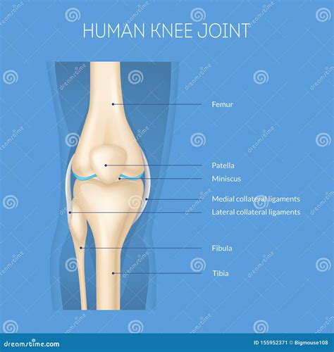 Realistic D Detailed Human Knee Joint Anatomy Concept Card Vector