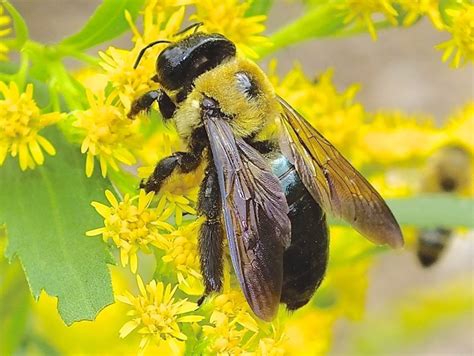 EASTERN CARPENTER BEE - Fontenelle Forest Nature Search : Fontenelle Forest Nature Search