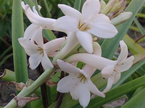 Some White Flowers Are Growing In The Grass