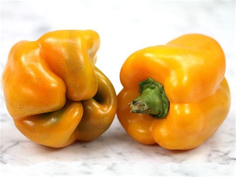 Golden Cal Wonder Pepper - Apocalypse Ministries